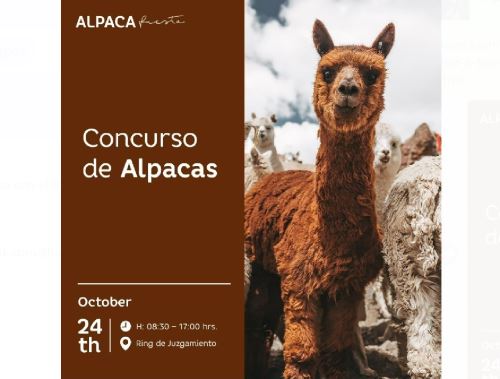 Todo se encuentra listo en Arequipa para Alpaca Fiesta 2024, uno de los certámenes más importantes de la industria alpaquera a escala internacional.  ANDINA/Difusión