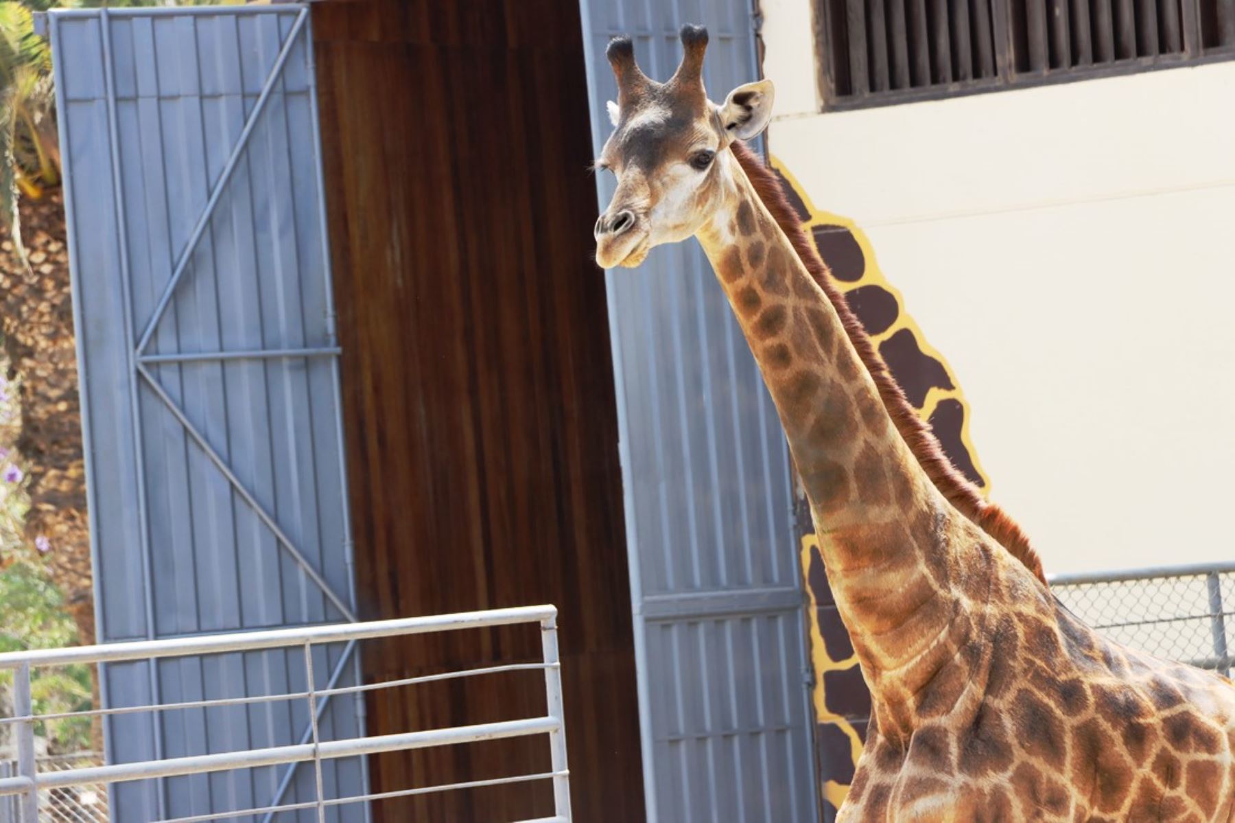 Melman llegó desde Chile al Perú para integrar la gran familia del Parque de las Leyendas. Foto: ANDINA/Difusión