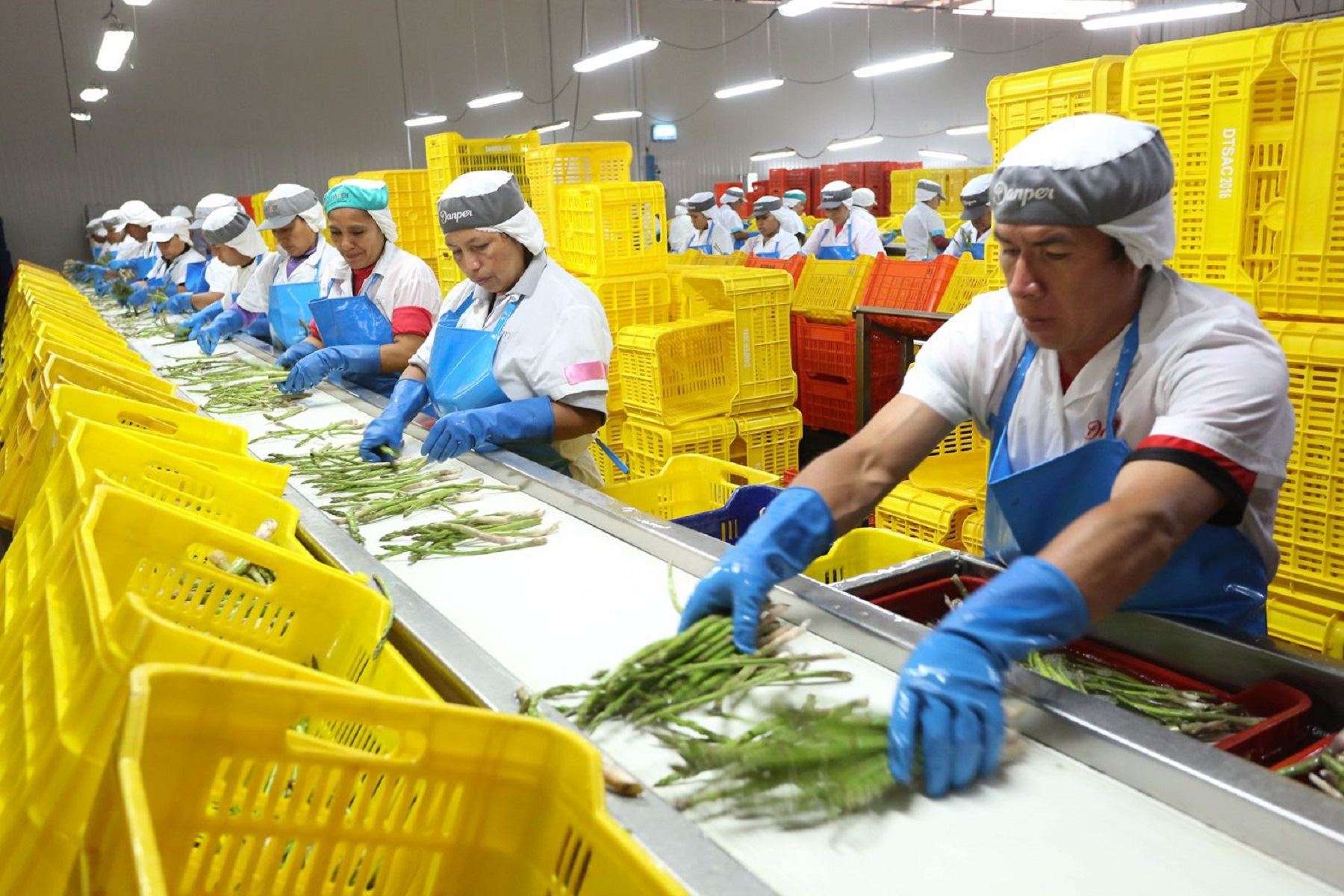 Agroindustry boosted employment in Peru exports sector from January till October 2024. ANDINA/Difusión