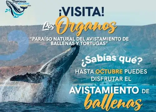 Los Órganos, ubicado en Piura, es uno de los lugares ideales para el avistamiento de ballenas jorobadas.
