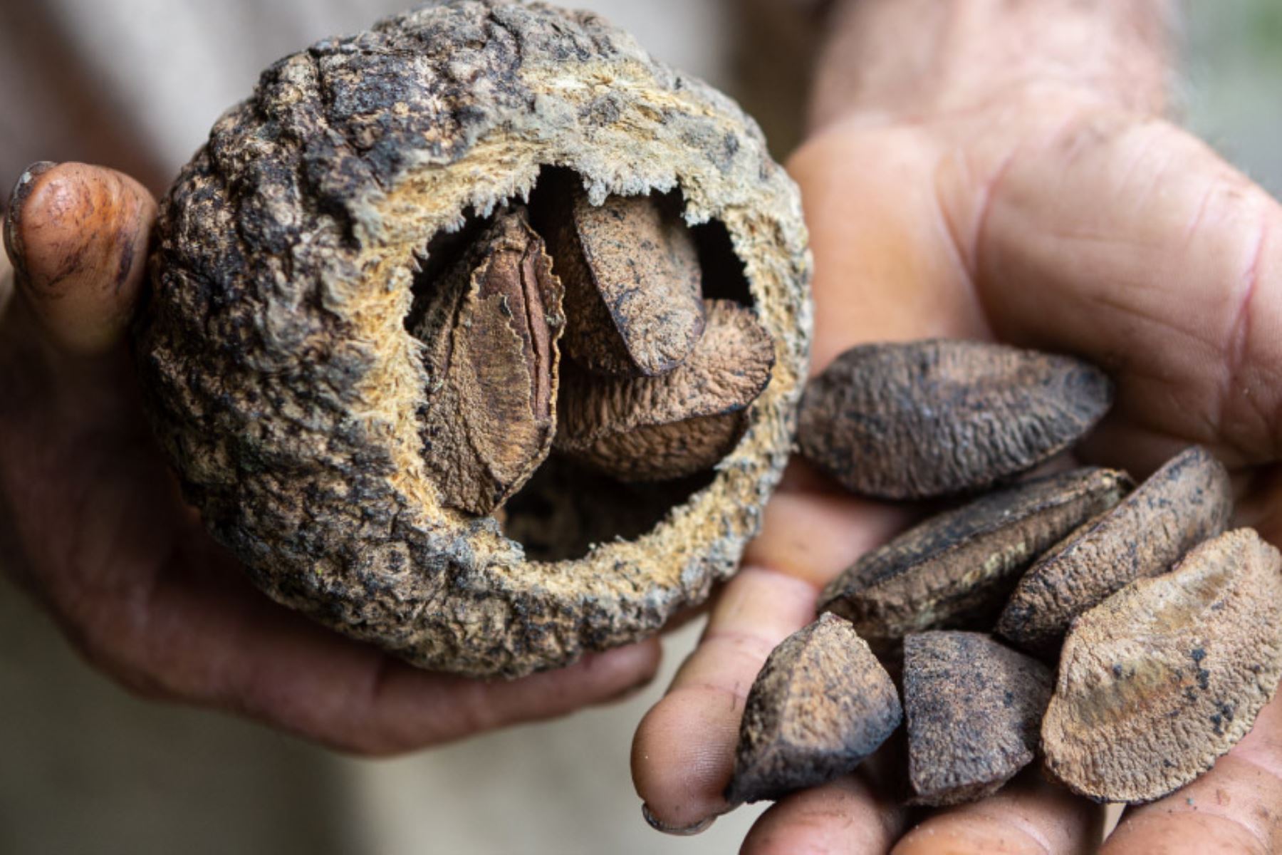 La castaña es un recurso vital para la Amazonía peruana, no solo por lo que representa económicamente, sino también por su importante contribución a la conservación de los bosques. Foto: ANDINA/Marca Perú