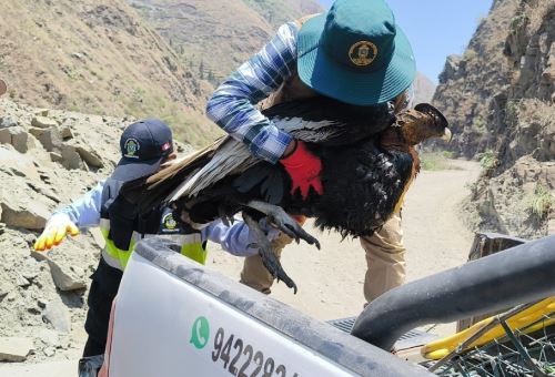 Un cóndor andino fue rescatado en Puno y ahora recibe tratamiento especializado por el personal del Serfor. ANDINA/Difusión