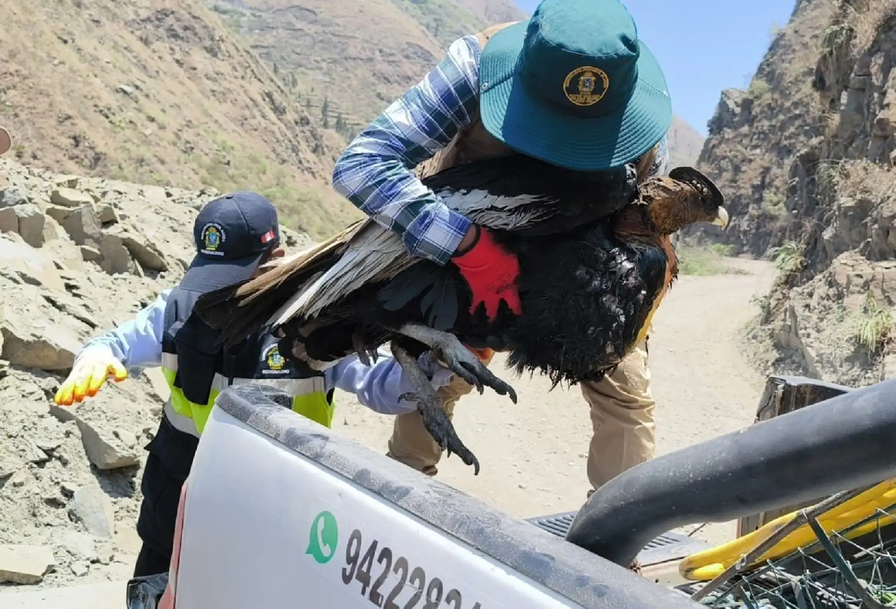 Un cóndor andino fue rescatado en Puno y ahora recibe tratamiento especializado por el personal del Serfor. ANDINA/Difusión