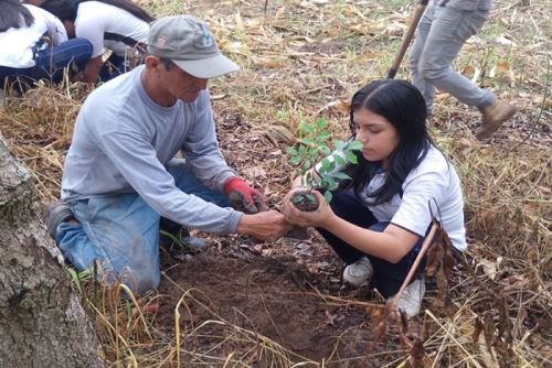 Estudiantes de una Institución Educativa Adventista de la ciudad de Moyobamba, San Martín realizaron una jornada de reforestación en la faja marginal del río Mayo.