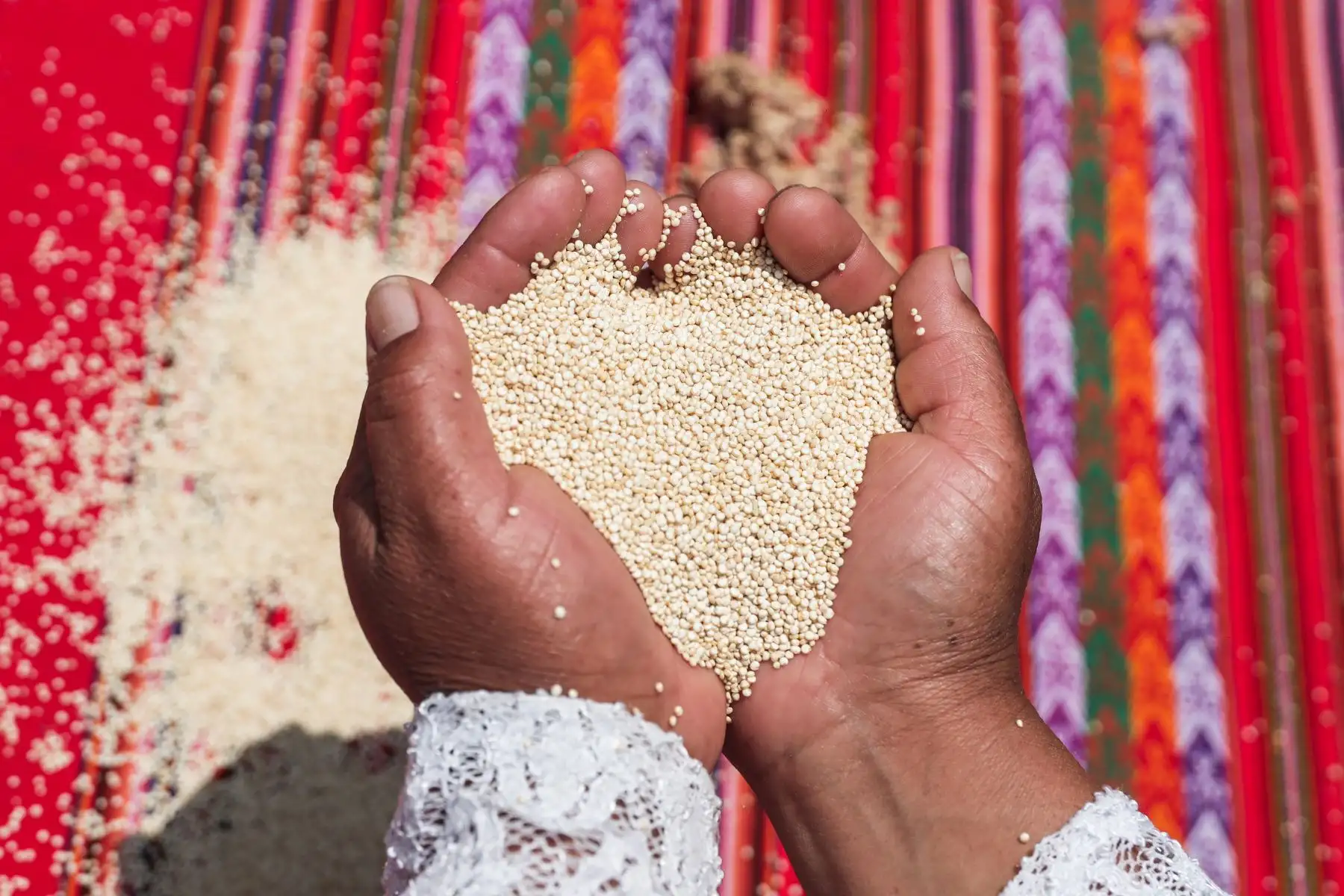 El crecimiento de la demanda de alimentos saludables y orgánicos en Europa ofrece grandes oportunidades para los pequeños agricultores, quienes, gracias al respaldo del MIDAGRI, a través de Agromercado, están logrando posicionar sus productos en nichos de alto valor. Foto: ANDINA/ Connie Calderon