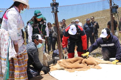 Un chaccu demostrativo se desarrolló en el centro poblado Chalhuanca, en la provincia arequipeña de Caylloma. El Serfor destacó que en la captura y esquila a las vicuñas se emplearon técnicas adecuadas para evitar el maltrato. ANDINA/Difusión