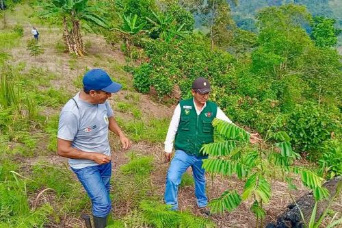 Proyecto busca recuperar la productividad de zonas afectadas por los incendios forestales y la degradación de suelos. Foto: ANDINA/Difusión.