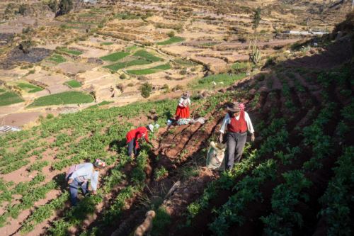 Gobierno beneficiará a más de un millón de productores con proyecto “Andenes y paisajes culturales productivos”. Foto: ANDINA/Difusión