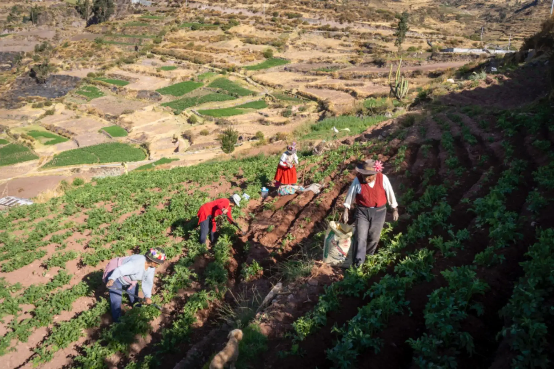 Gobierno beneficiará a más de un millón de productores con proyecto “Andenes y paisajes culturales productivos”. Foto: ANDINA/Difusión