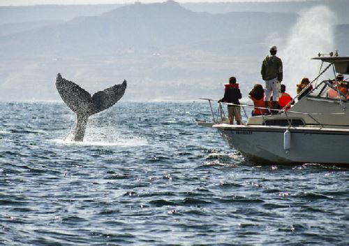 Piura es uno de los principales destinos de Perú para el avistamiento de ballenas y otras especies marinas.