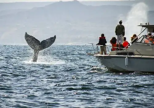 Piura es uno de los principales destinos de Perú para el avistamiento de ballenas y otras especies marinas.