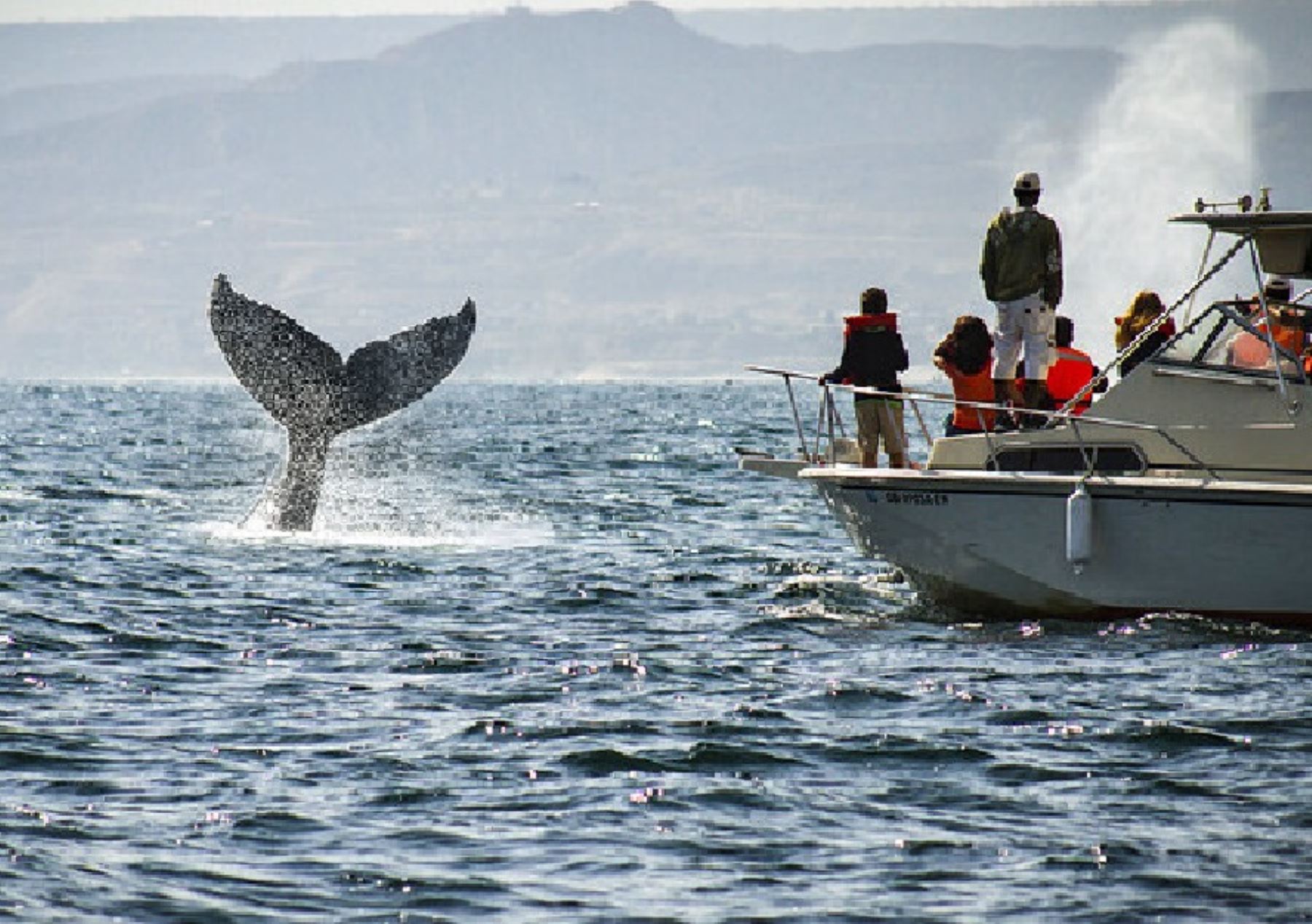 Piura es uno de los principales destinos de Perú para el avistamiento de ballenas y otras especies marinas.