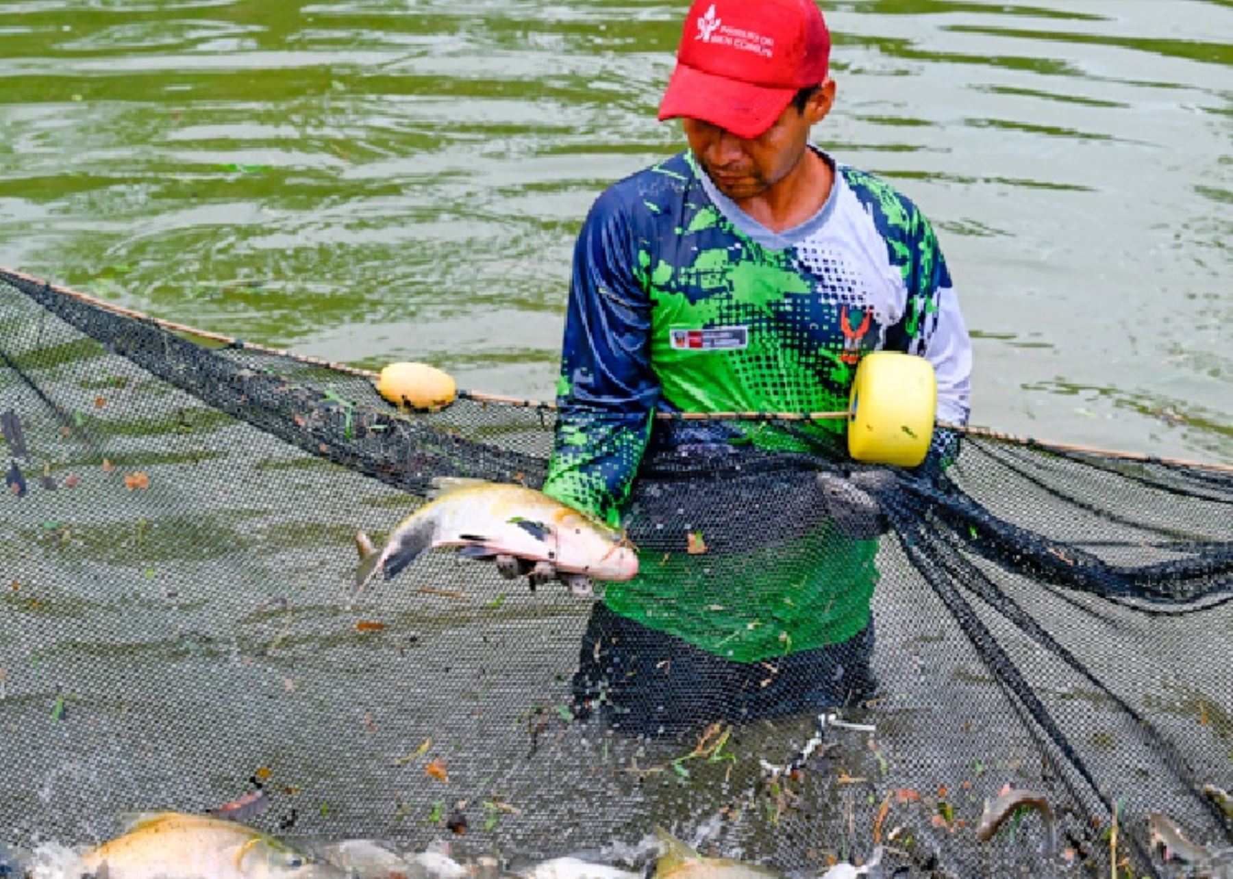 La pesca artesanal responsable y el cultivo en cautiverio de peces contribuyen a la alimentación y desarrollo sostenible de las comunidades nativas amazónicas que se dedican a esta actividad. ANDINA/Difusión