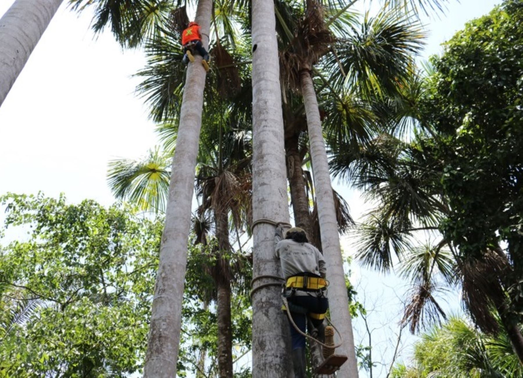 Concurso de subidores de aguaje promueve la cosecha sostenible del cotizado fruto que se produce de forma natural en la Amazonía de Loreto.  ANDINA/Difusión