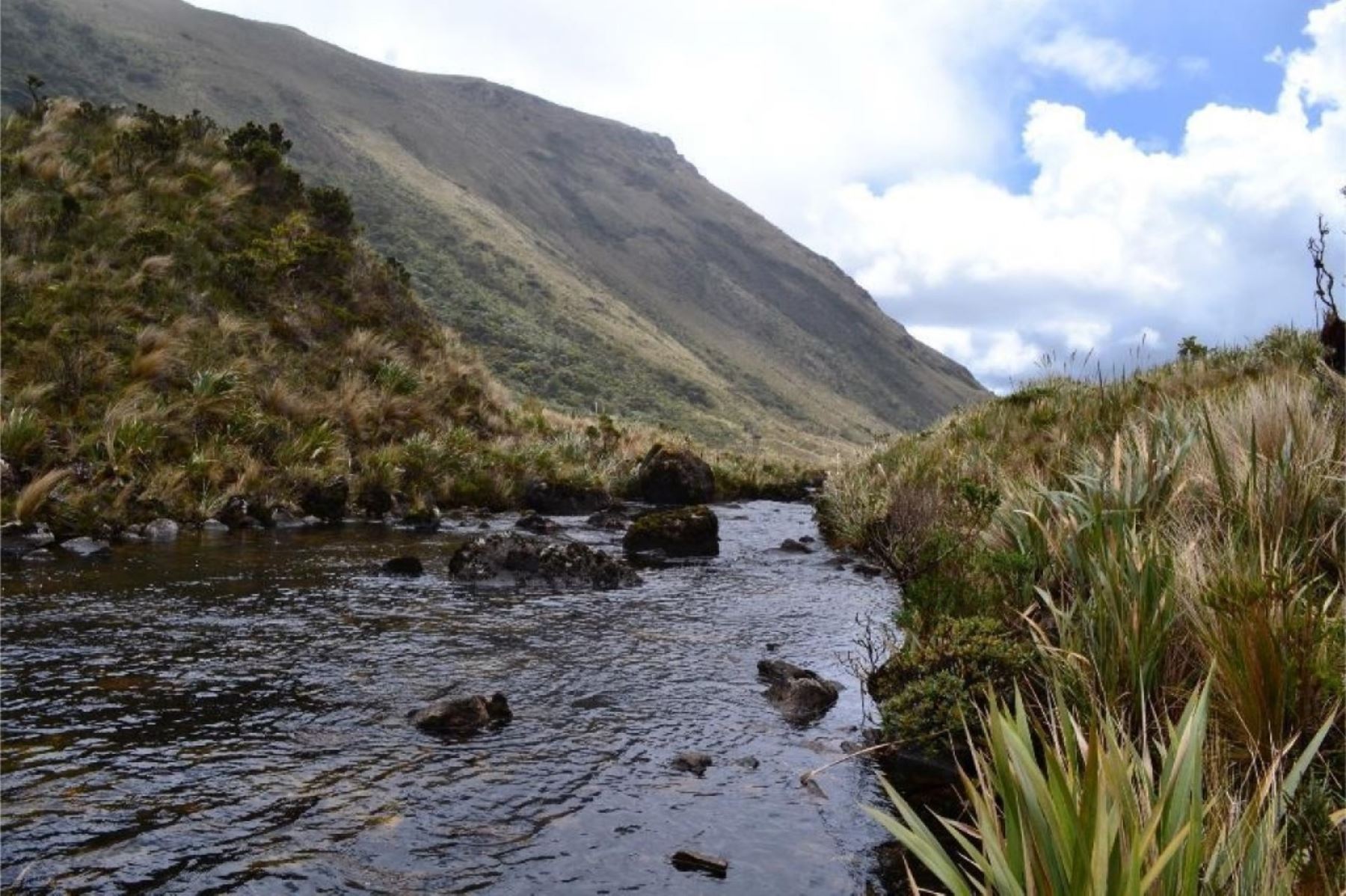 Los páramos de Piura es uno de los ecosistemas de montaña más frágiles del mundo. ANDINA/Difusión