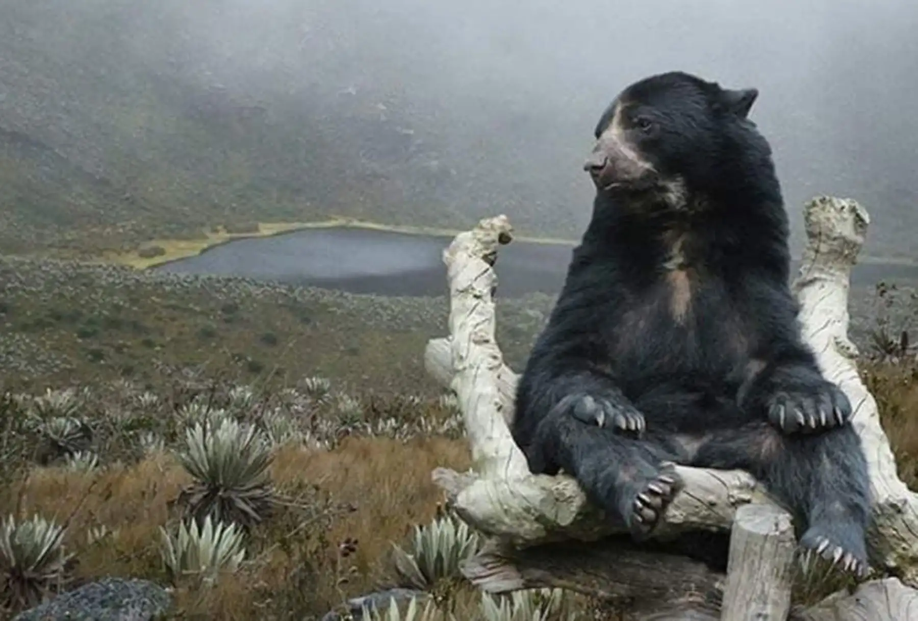 Oso andino: Minam tendrá listo en noviembre estudio de preinversión para recuperar especie