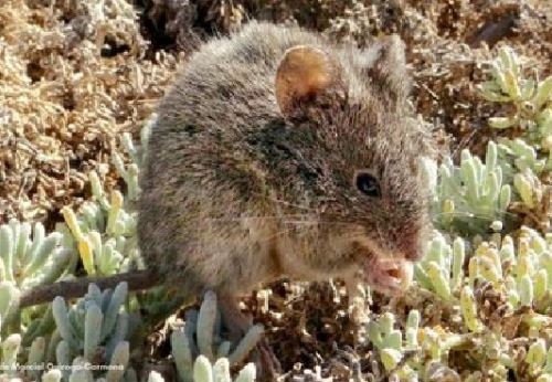 Biólogos del Museo de Historia Natural registran por primera vez en Perú al ratón oliváceo. La presencia de esta especie fue registrada en Tacna.