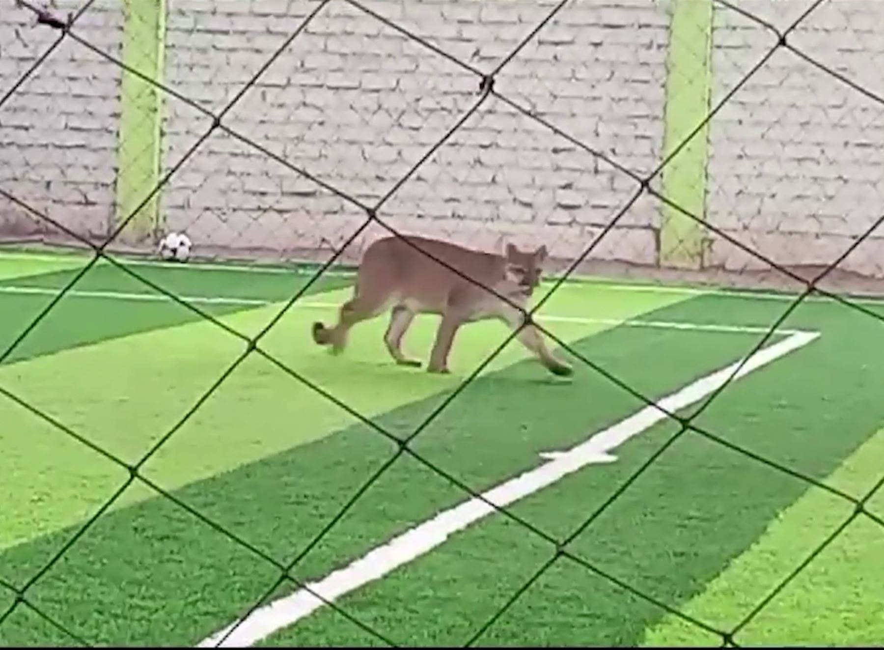 Serfor y Policía Ecológica buscan puma que apareció en cancha de fulbito de Chincha. ANDINA/Difusión