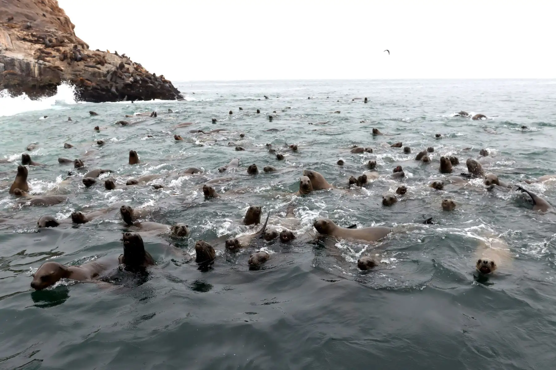 El lograr apreciar la presencia de diversas especies marinas sin embargo tiene sus bemoles. Así fueron necesarios 40 minutos en altamar para poder observar las primeras especies marinas que son el atractivo de Isla Cavinzas. Poco a poco los pingüinos de Humboldt advierten a los visitantes y realizan acto de presencia como si posaran sobre las zonas rocosas. Foto: ANDINA/ Lino Chipana