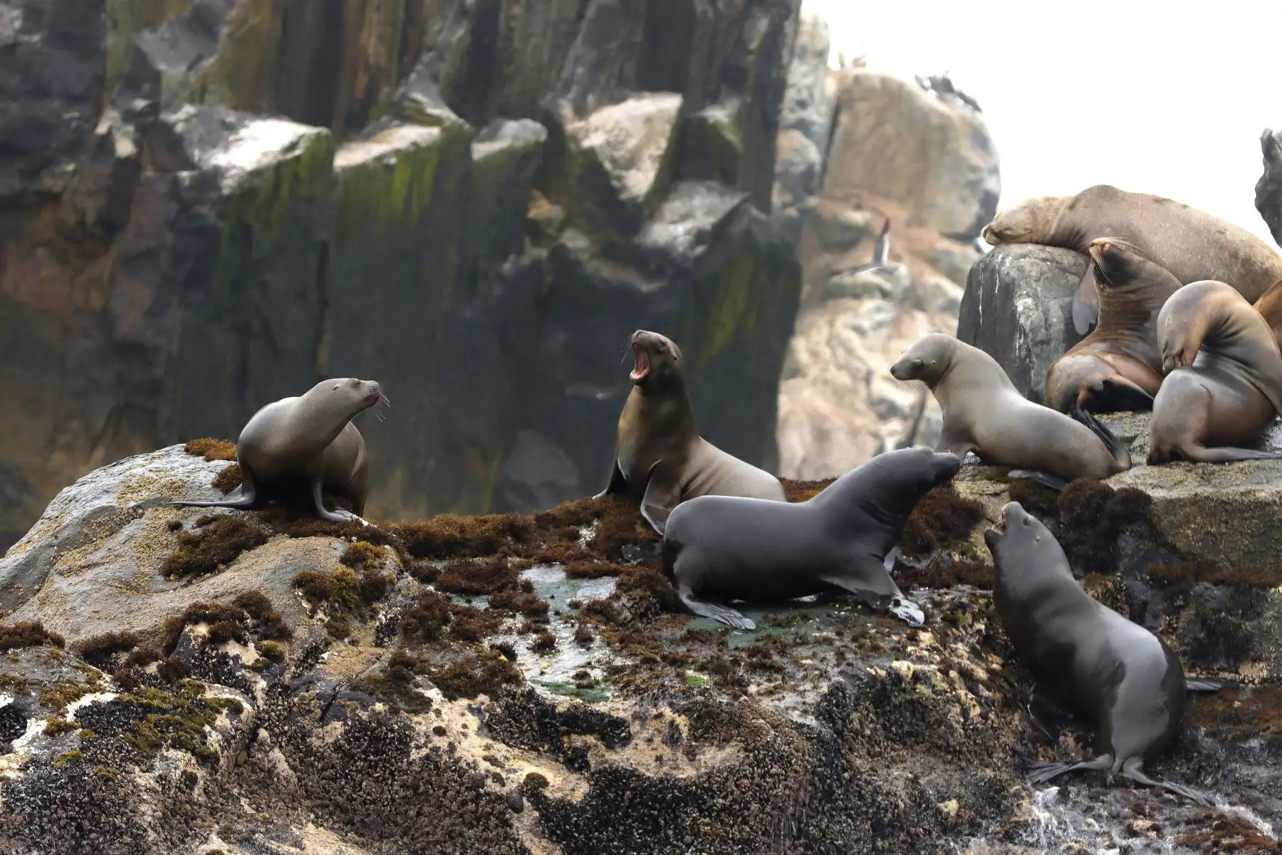 Un destino que nos conecta con la naturaleza y a tan solo una hora de Lima son las Islas Palomino. Una visita obligada que se ubica en la provincia constitucional del Callao con una oferta variada que desconecta al visitante del día a día para disfrutar de una experiencia que no olvidará. Foto: ANDINA/ Lino Chipana