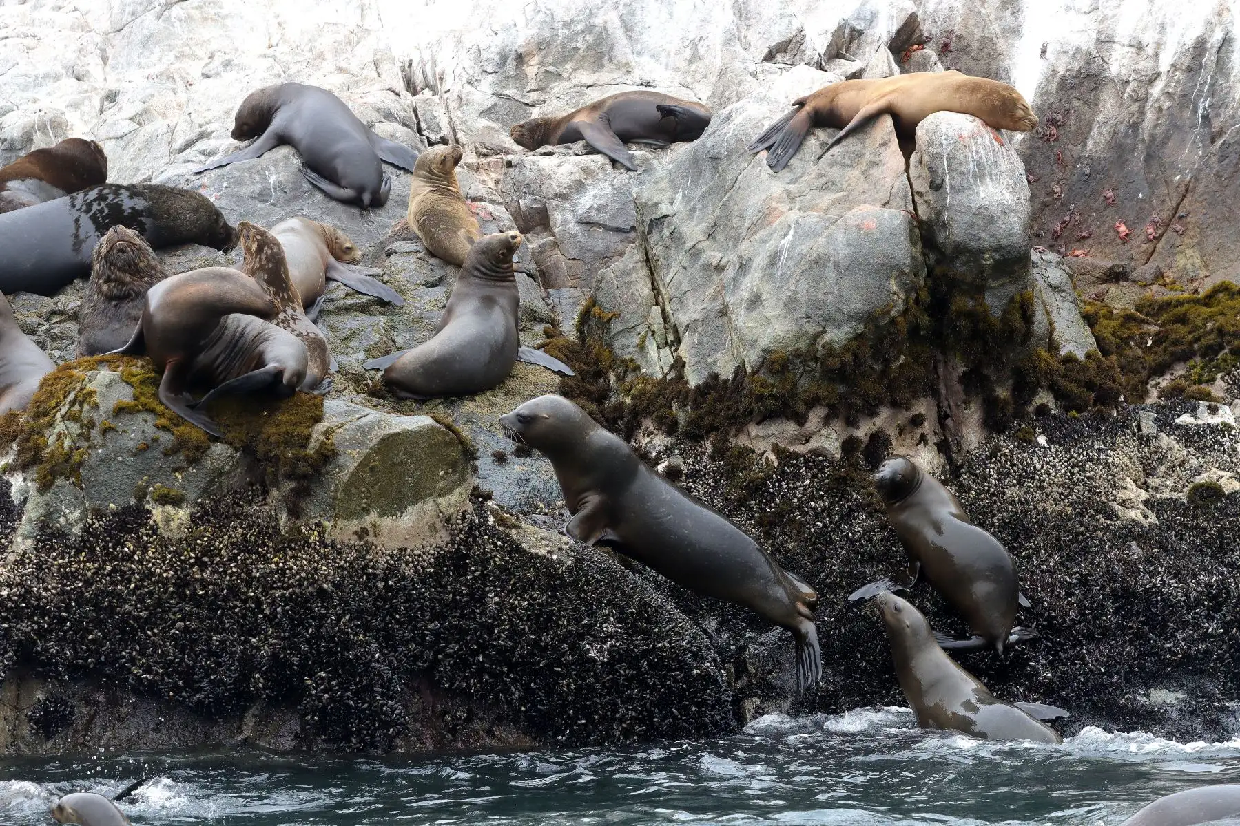 Las Islas Palomino, llamadas también Islotes Palominos, son un grupo de pequeñas islas que se encuentran frente al Callao. Albergan una numerosa población de lobos marinos y aves marinas, por lo cual se han convertido en zona turística. Foto : ANDINA / Lino Chipana.