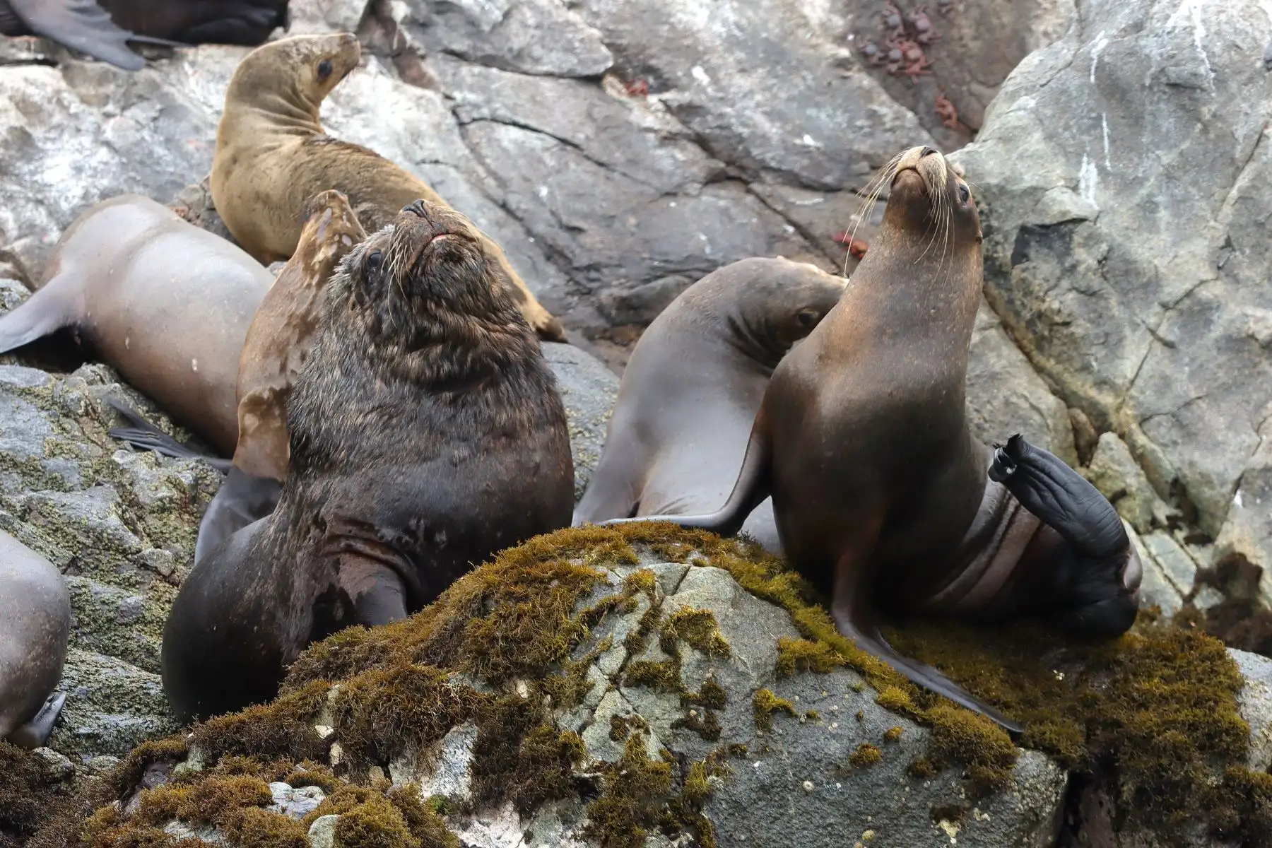 El lograr apreciar la presencia de diversas especies marinas sin embargo tiene sus bemoles. Así fueron necesarios 40 minutos en altamar para poder observar las primeras especies marinas que son el atractivo de Isla Cavinzas. Poco a poco los pingüinos de Humboldt advierten a los visitantes y realizan acto de presencia como si posaran sobre las zonas rocosas. Foto: ANDINA/ Lino Chipana