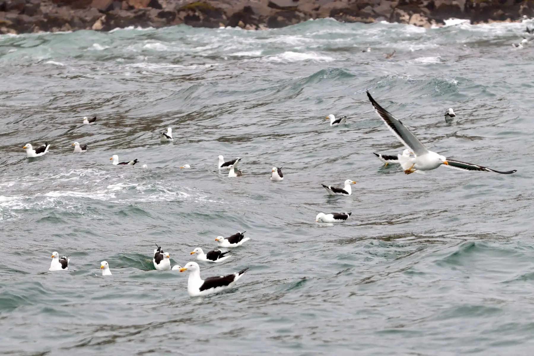 Las Islas Palomino, llamadas también Islotes Palominos, son un grupo de pequeñas islas que se encuentran frente al Callao. Albergan una numerosa población de lobos marinos y aves marinas, por lo cual se han convertido en zona turística. Foto : ANDINA / Lino Chipana.