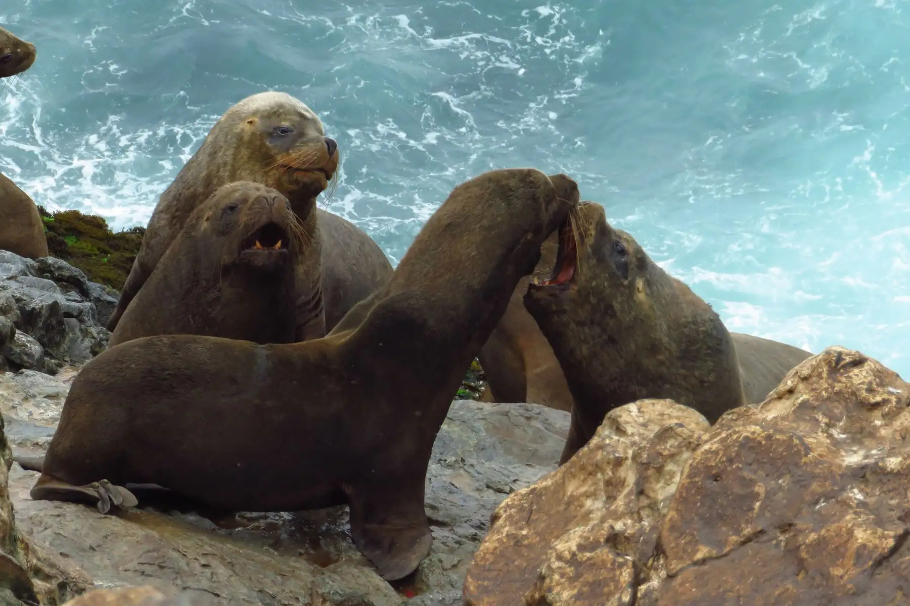 El Sernanp te invita a hacer una pausa en tu rutina y explora la belleza y biodiversidad de Perú. Cada visita no solo promueve el turismo, sino que empodera a las comunidades locales.  Foto: ANDINA/Sernanp