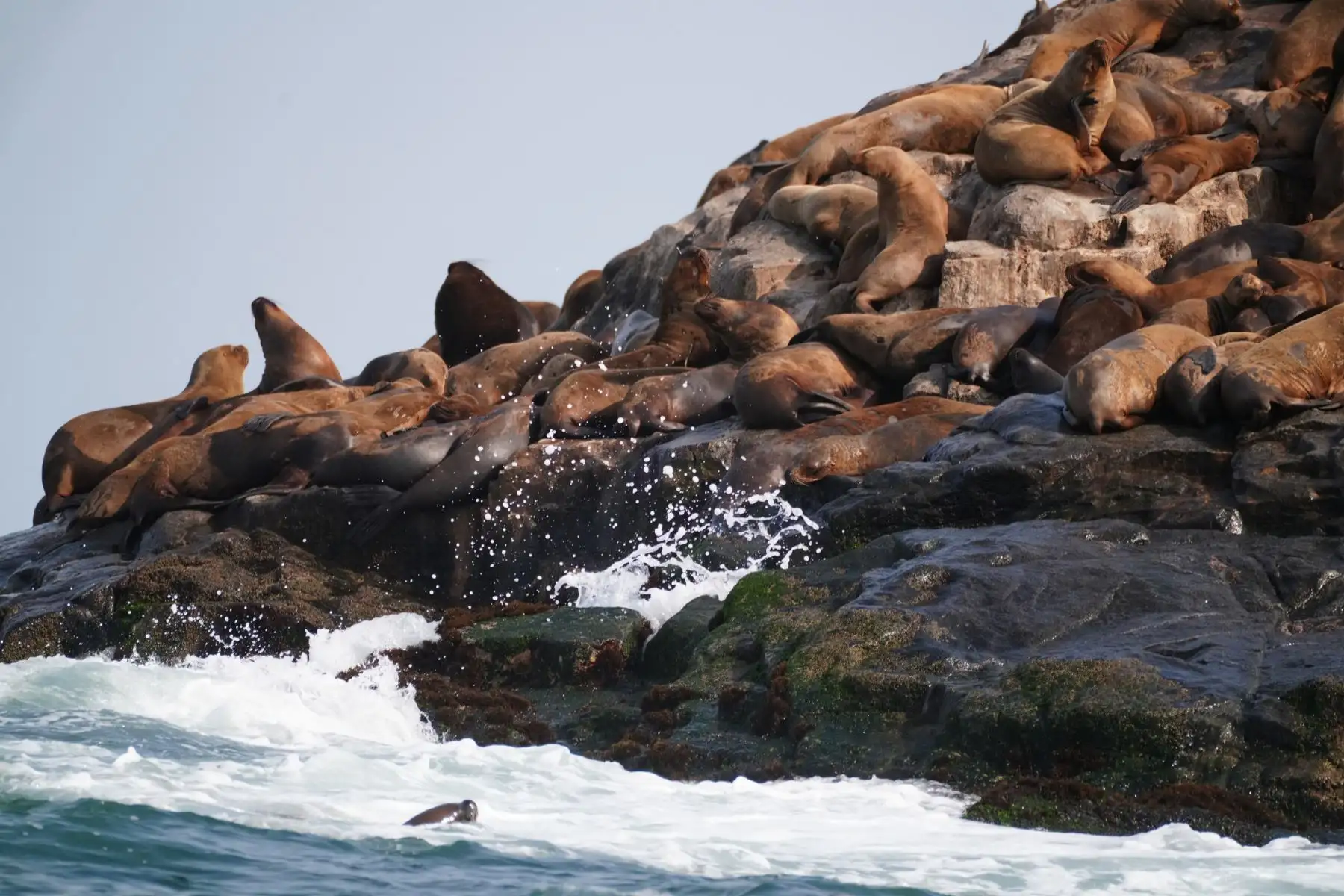 El Sernanp te invita a hacer una pausa en tu rutina y explora la belleza y biodiversidad de Perú. Cada visita no solo promueve el turismo, sino que empodera a las comunidades locales.  Foto: ANDINA/Sernanp