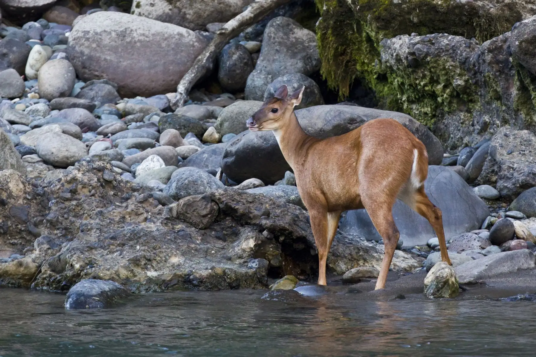 El Sernanp te invita a hacer una pausa en tu rutina y explora la belleza y biodiversidad de Perú. Cada visita no solo promueve el turismo, sino que empodera a las comunidades locales.  Foto: ANDINA/Sernanp