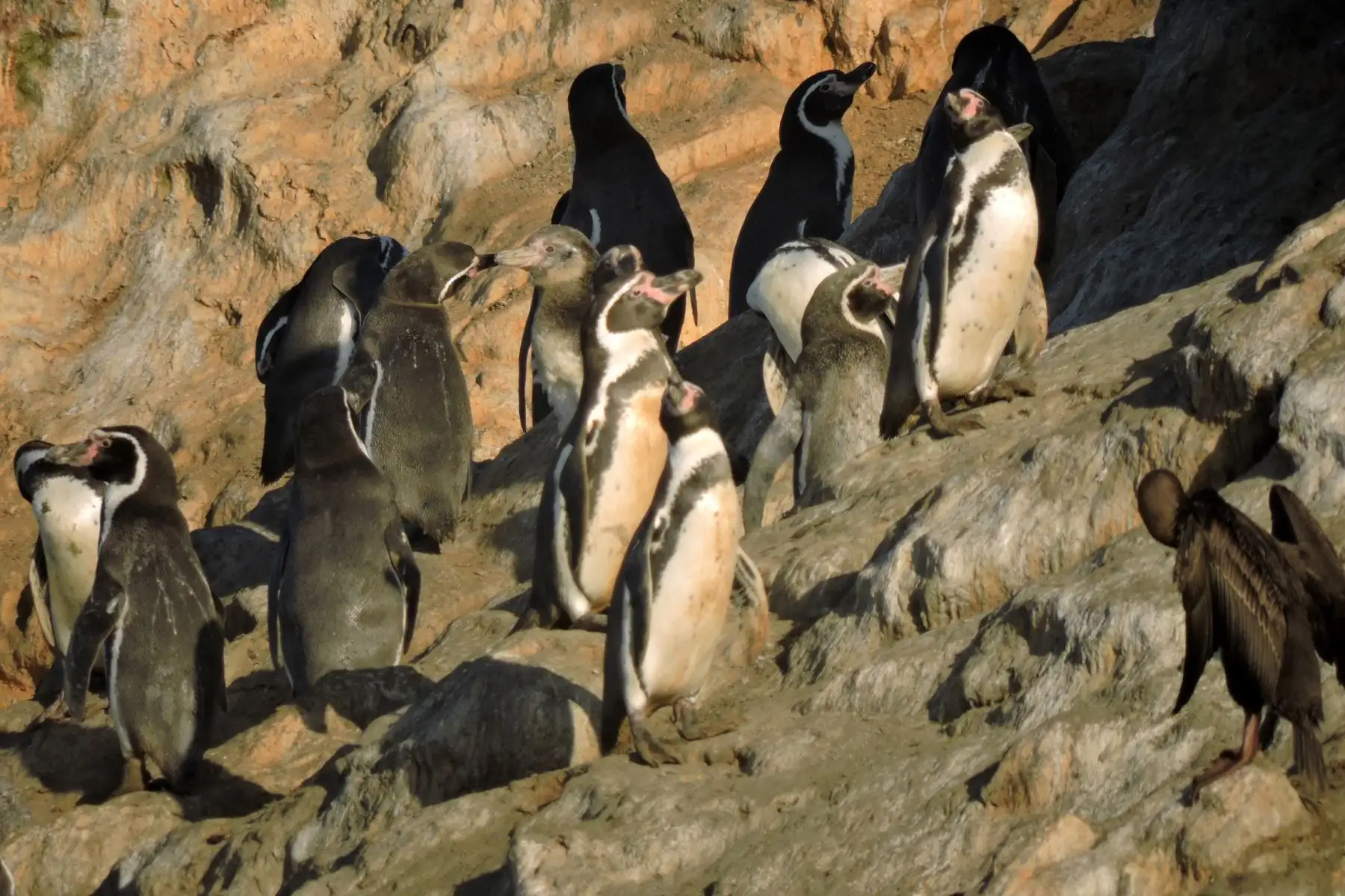 El Sernanp te invita a hacer una pausa en tu rutina y explora la belleza y biodiversidad de Perú. Cada visita no solo promueve el turismo, sino que empodera a las comunidades locales.  Foto: ANDINA/Sernanp