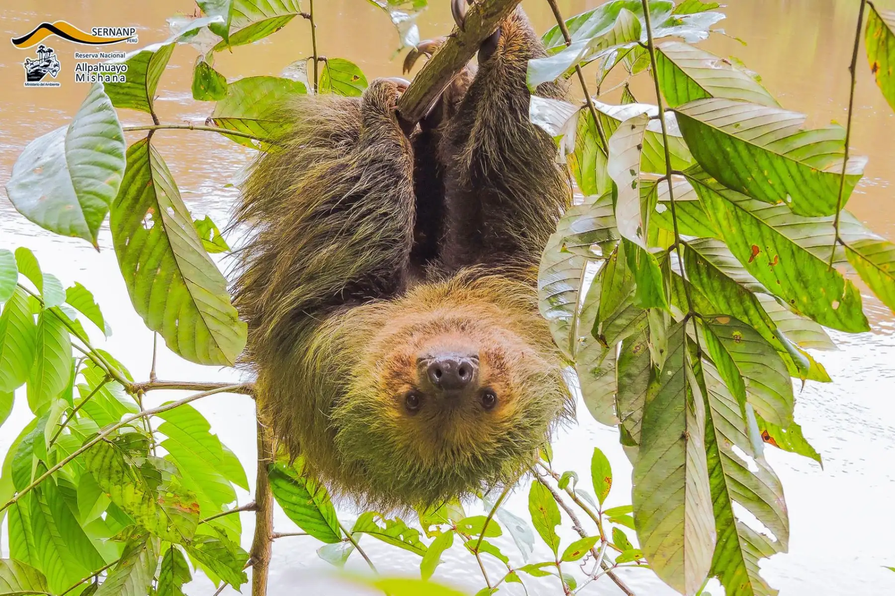 El Sernanp te invita a hacer una pausa en tu rutina y explora la belleza y biodiversidad de Perú. Cada visita no solo promueve el turismo, sino que empodera a las comunidades locales.  Foto: ANDINA/Sernanp