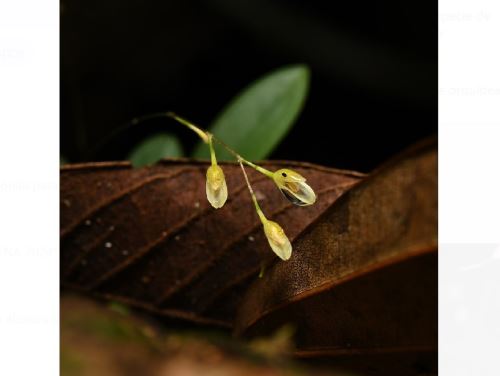 Una nueva especie de orquídea fue descubierta en la provincia de Requena, en la región Loreto por investigadores peruanos. ANDINA/Difusión