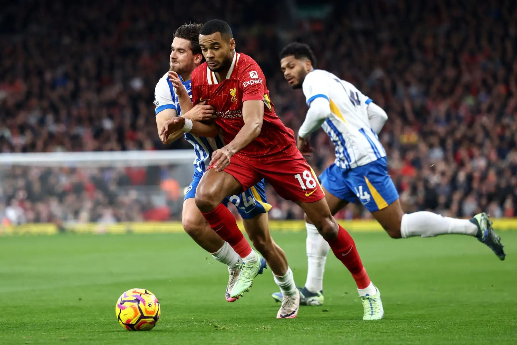 El delantero holandés del Liverpool Cody Gakpo compite por el balón con el defensor turco del Brighton  Ferdi Kadioglu durante el partido de fútbol de la Premier League inglesa entre Liverpool y Brighton. AFP
