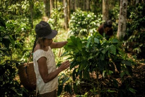 Esta experiencia de conservación de bosques se replica en Colombia, gracias al apoyo de la cooperación suiza.