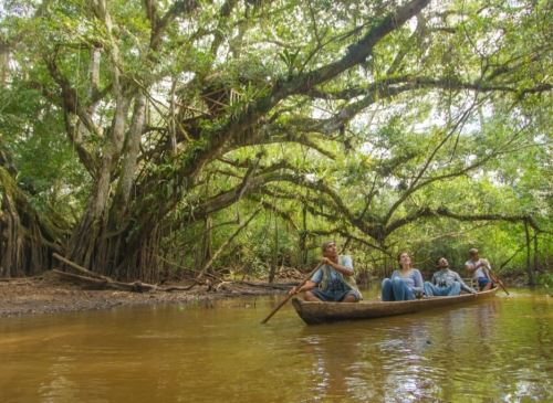 La preservación de los bosques es uno de los temas esenciales en la región San Martín por la Semana Nacional Forestal 2024. ANDINA/Difusión