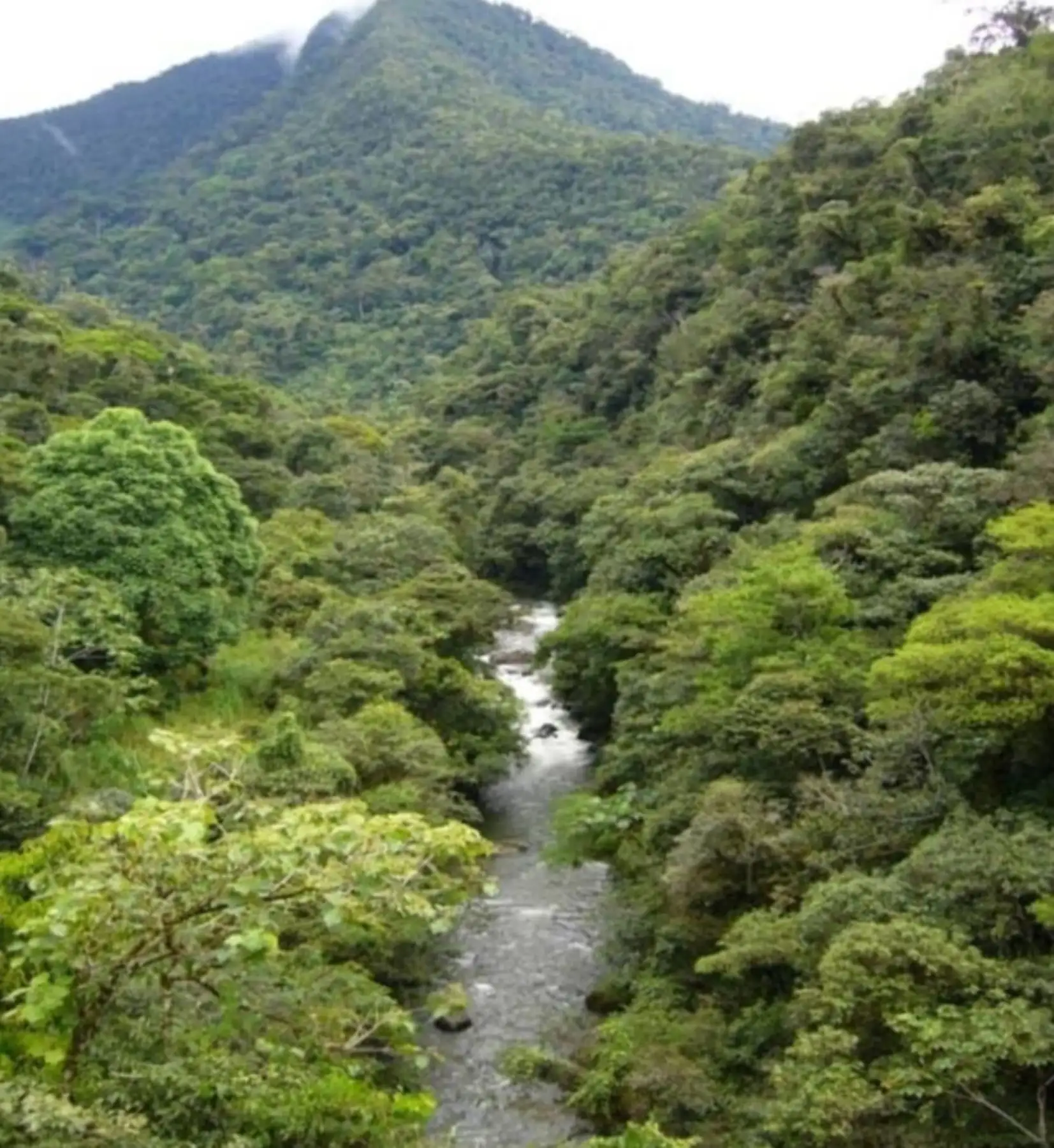 La meta de este año es afiliar a comunidades que en conjunto aseguren la conservación de aproximadamente 180 mil hectáreas de bosques. El plazo de inscripción es hasta el 9 de junio próximo. Difusión