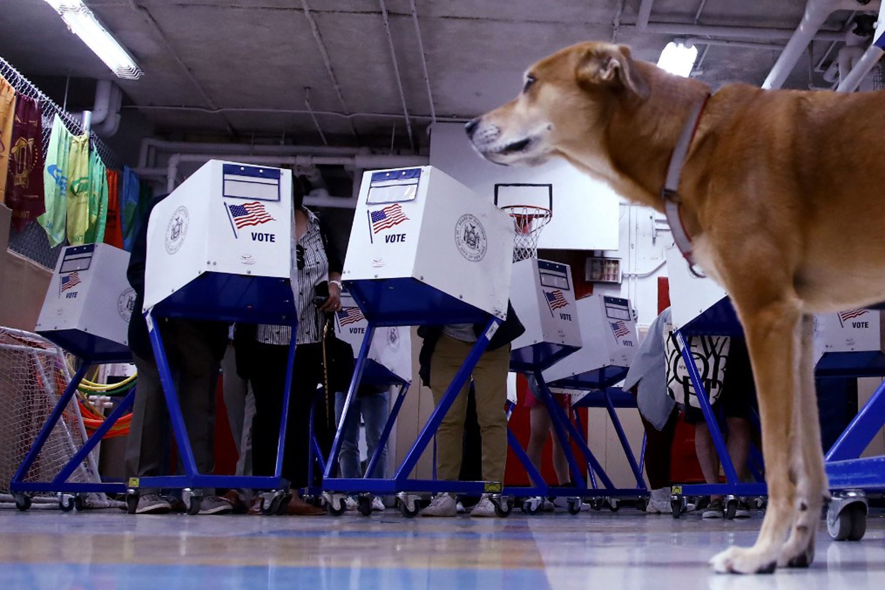 Un perro observa mientras la gente vota en un colegio electoral en la ciudad de Nueva York el día de las elecciones.
Foto: AFP