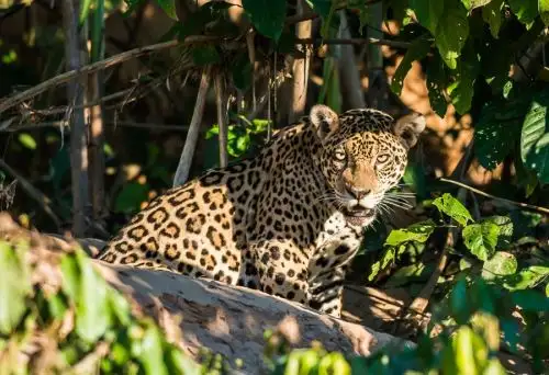 Cada 29 de noviembre se conmemora el Día Internacional del Jaguar, una fecha que invita a reflexionar sobre la situación del felino más grande de América Latina y el tercero más grande del planeta. INTERNET/Medios
