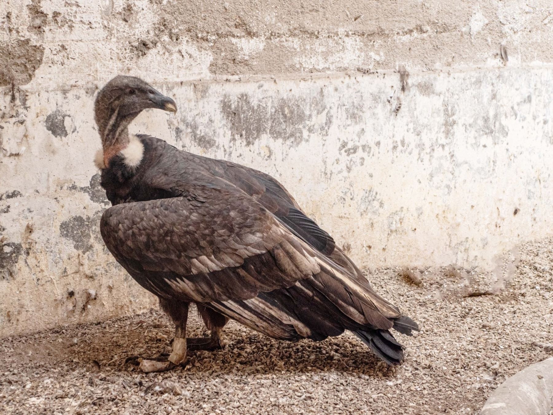 El cóndor andino que fue maltratado en el distrito de Coyllurqui, región Apurímac, recibe atención en un centro especializado de Lima debido a que no se ha recuperado adecuadamente. ANDINA/Difusión