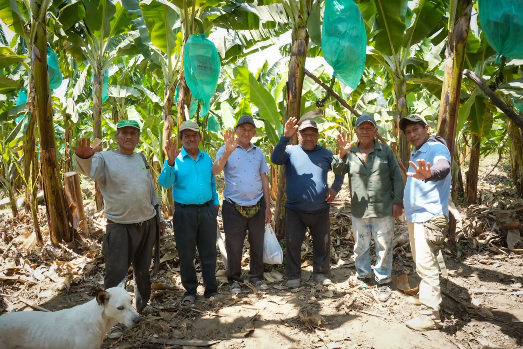 El Ministerio de Desarrollo Agrario y Riego , supervisó el proceso de intervención para dar mantenimiento, rehabilitación y equipamiento a los pozos de agua tubulares de uso colectivo identificados en la región Piura. 
Foto: Midagri