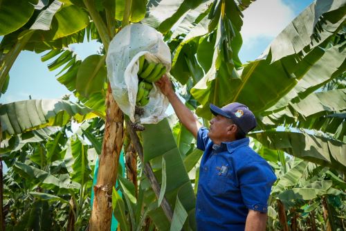 Midagri supervisó el proceso de intervención para dar mantenimiento y  equipamiento a los pozos de agua tubulares de uso colectivo  en la región Piura