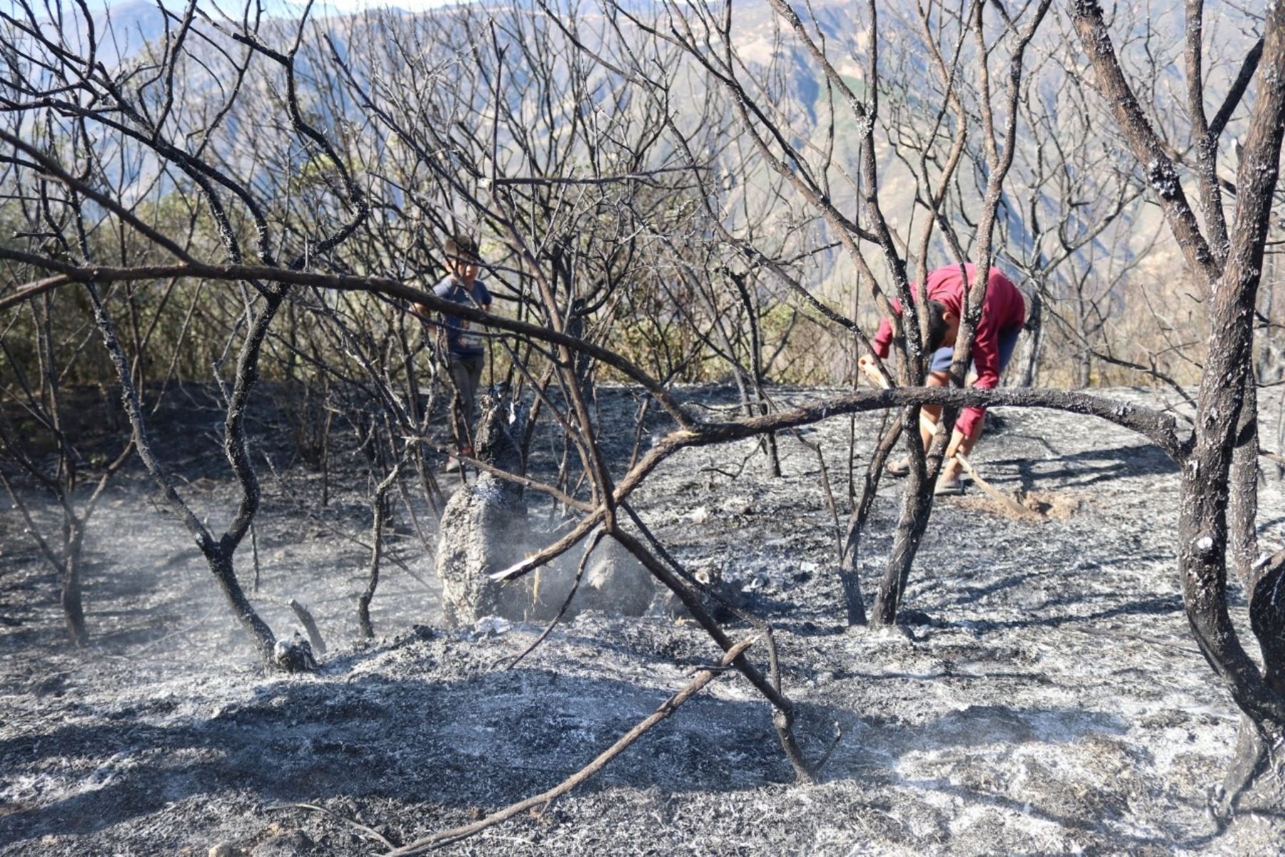 Varios incendios forestales se registran en la sierra de Piura. Los siniestros se acentúan por la escasez de lluvias en la zona. ANDINA/Difusión