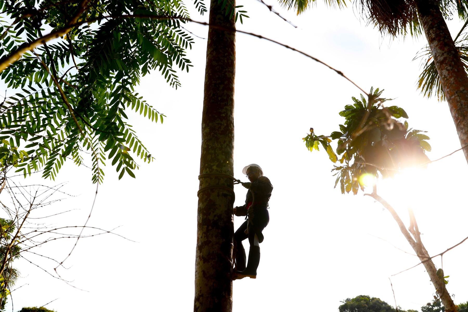 Loreto: escaladores de aguaje cautivaron en la Reserva Nacional Allpahuayo Mishana. ANDINA/Daniel Bracamonte