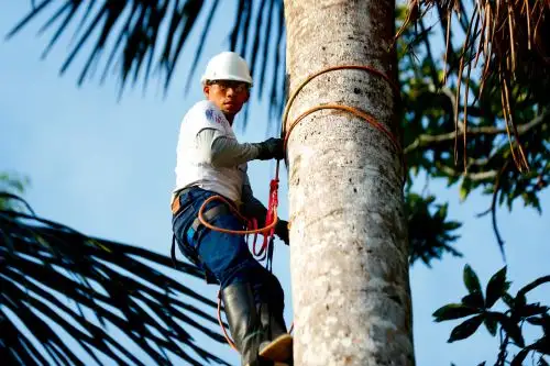 Loreto: escaladores de aguaje cautivaron en la Reserva Nacional Allpahuayo Mishana. ANDINA/Daniel Bracamonte