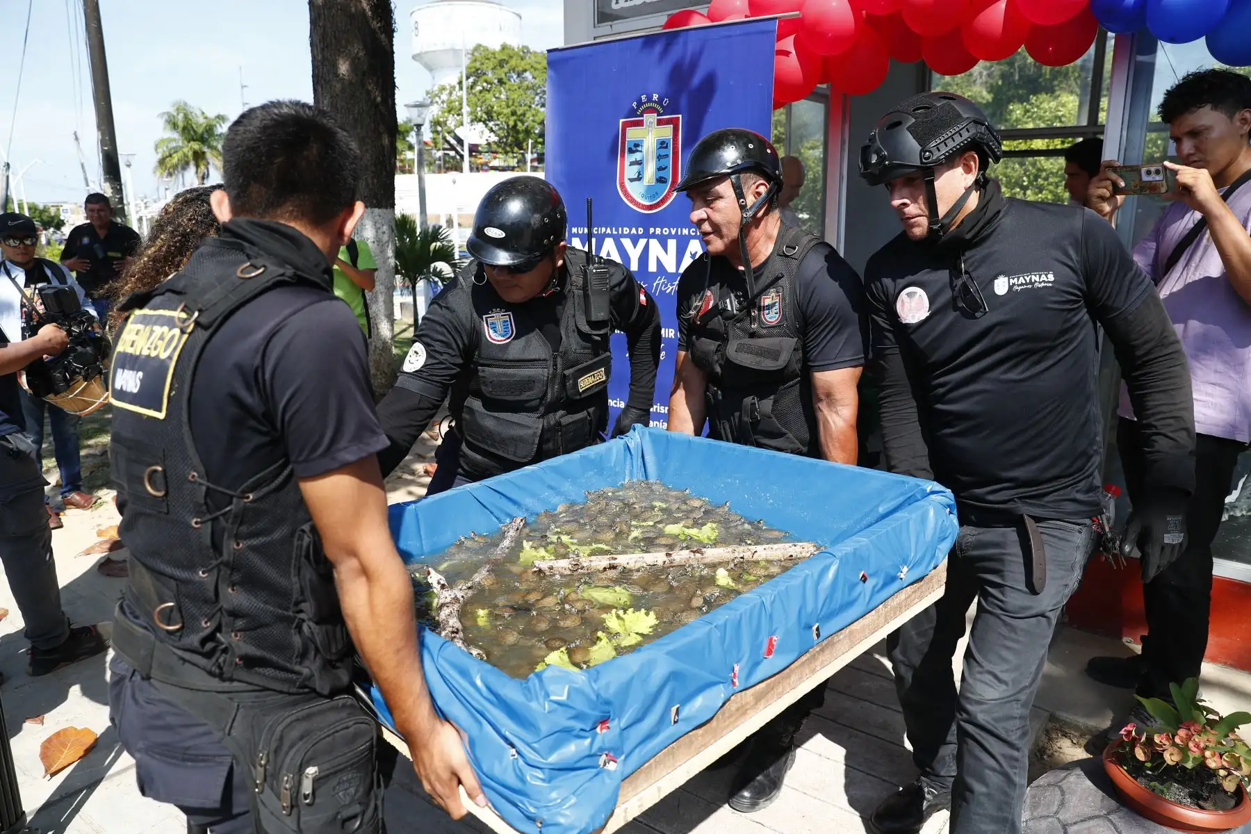 Más de 4 mil tortugas taricayas fueron liberadas a orillas del río Nanay en la playa Tipishca, ubicada en la comunidad de San José de Lupuna, en la región Loreto, con el apoyo del Grupo Aje, la Municipalidad de Maynas y la comunidad Cucama Cucamiria. Foto: ANDINA/Daniel Bracamonte
