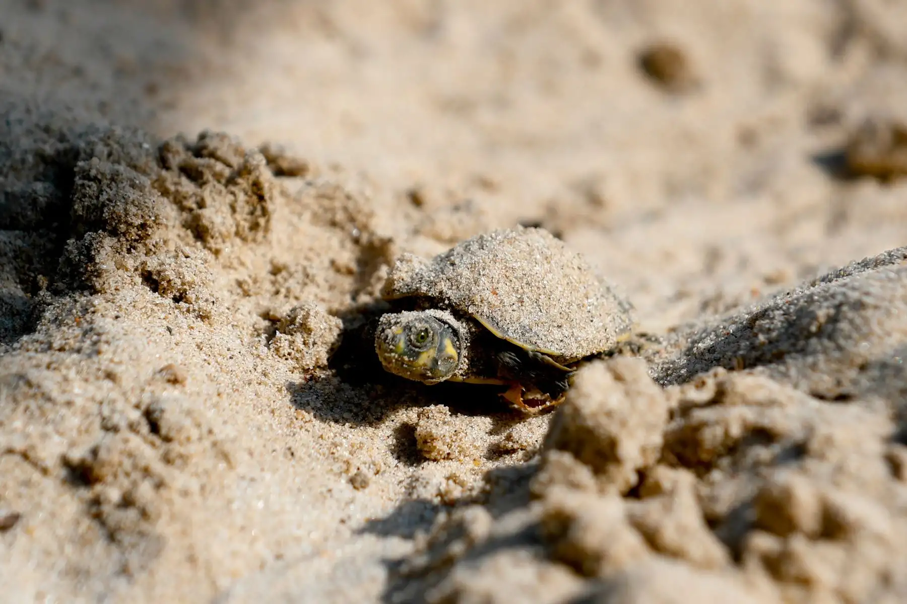 Las taricayas son una especie de tortugas de agua dulce en peligro de extinción, y cada año se realizan actos de liberación masiva de estos animales como parte de una iniciativa de conservación y reproducción de la especie liderada por el Servicio Nacional de Áreas Naturales Protegidas por el Estado (Sernanp). Foto: ANDINA/Daniel Bracamonte