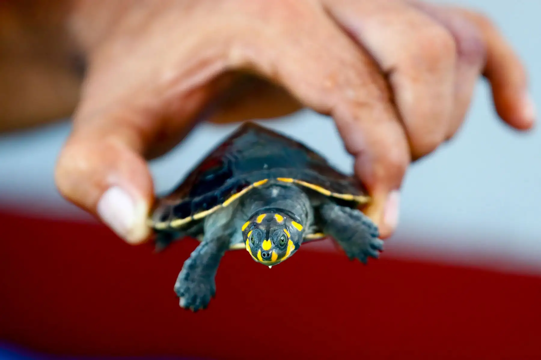 Las taricayas son una especie de tortugas de agua dulce en peligro de extinción, y cada año se realizan actos de liberación masiva de estos animales como parte de una iniciativa de conservación y reproducción de la especie liderada por el Servicio Nacional de Áreas Naturales Protegidas por el Estado (Sernanp). Foto: ANDINA/Daniel Bracamonte