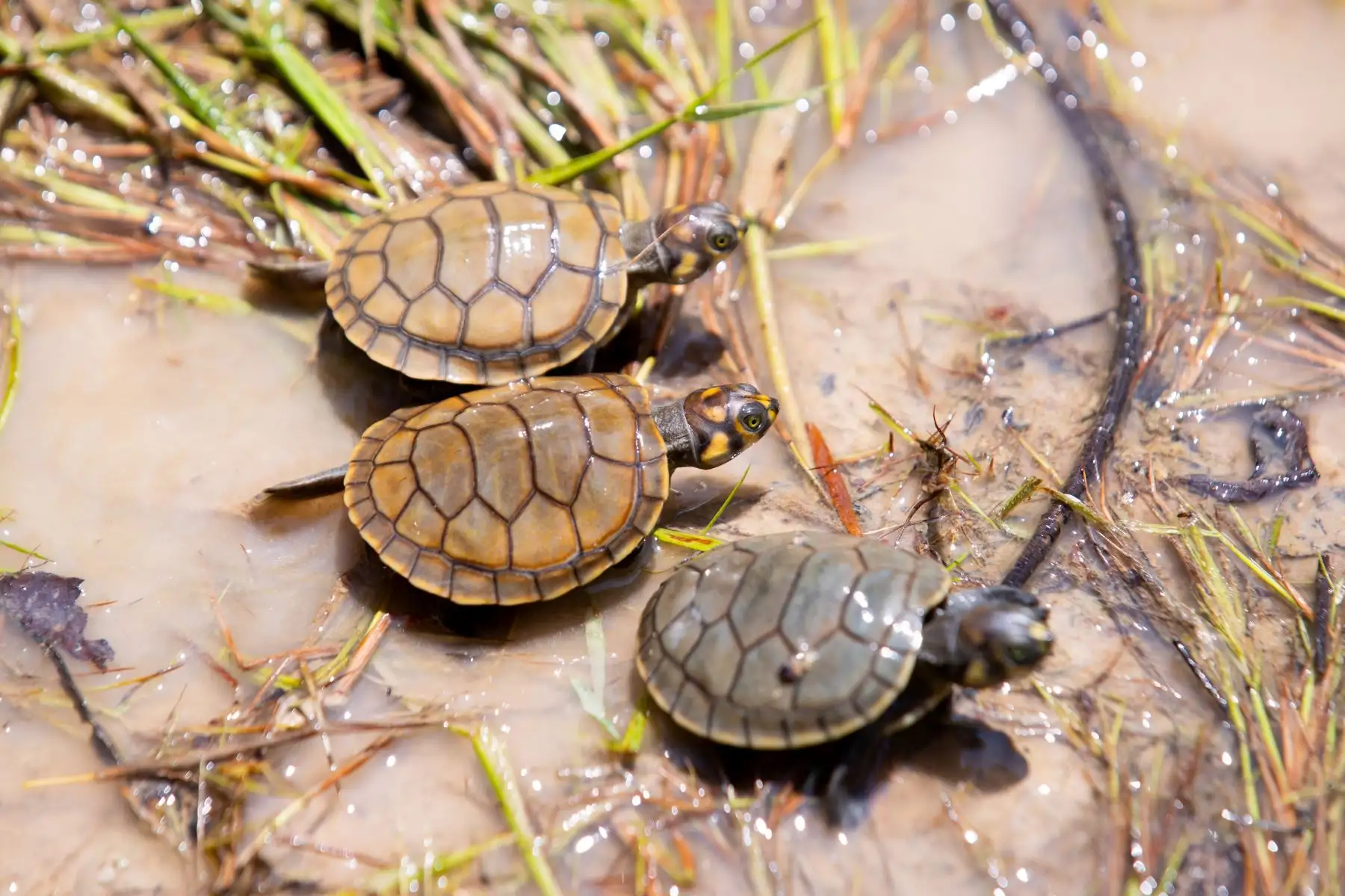 Las taricayas son una especie de tortugas de agua dulce en peligro de extinción, y cada año se realizan actos de liberación masiva de estos animales como parte de una iniciativa de conservación y reproducción de la especie liderada por el Servicio Nacional de Áreas Naturales Protegidas por el Estado (Sernanp). Foto: ANDINA/Daniel Bracamonte