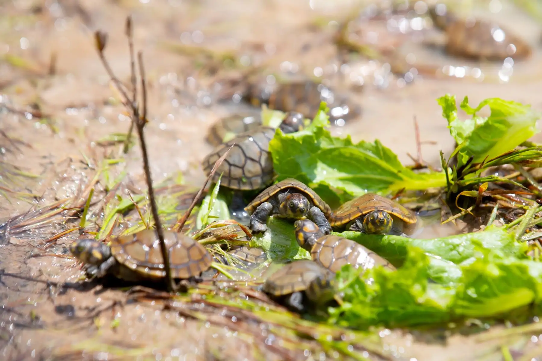 Las taricayas son una especie de tortugas de agua dulce en peligro de extinción, y cada año se realizan actos de liberación masiva de estos animales como parte de una iniciativa de conservación y reproducción de la especie liderada por el Servicio Nacional de Áreas Naturales Protegidas por el Estado (Sernanp). Foto: ANDINA/Daniel Bracamonte